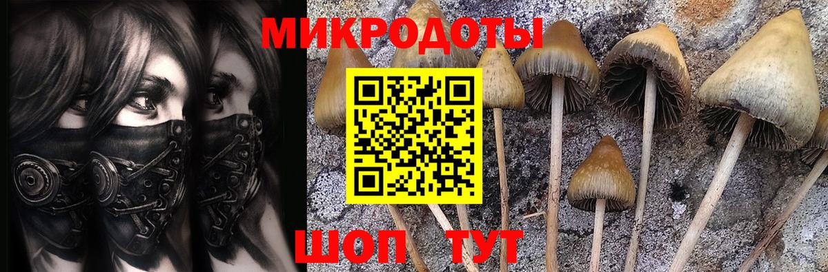 Псилоцибиновые грибы Psilocybine cubensis Лесной